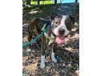 Adopt Sebastian a American Staffordshire Terrier / Mixed dog in Ewing