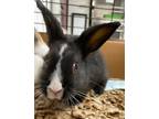 Adopt Flopsy a American / Mixed (short coat) rabbit in Fall River, MA (41558646)