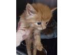 Adopt Zayne a Domestic Mediumhair / Mixed (short coat) cat in PAHRUMP