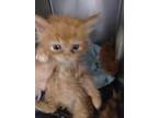Adopt Harry a Domestic Mediumhair / Mixed (short coat) cat in PAHRUMP