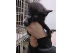 Adopt Orr a Domestic Shorthair / Mixed (short coat) cat in PAHRUMP