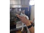 Adopt June a Domestic Shorthair / Mixed (short coat) cat in PAHRUMP