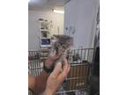 Adopt July a Domestic Shorthair / Mixed (short coat) cat in PAHRUMP