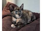 Adopt Penny a Domestic Shorthair / Mixed (short coat) cat in Fort Myers