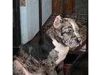 Olde Bulldog Puppy for sale in Detroit, MI, USA