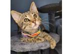 Adopt Moltres a Domestic Shorthair / Mixed (short coat) cat in Buford