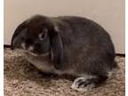 Adopt Tobias aka Toby a Lop-Eared / Mixed (short coat) rabbit in Scotts Valley