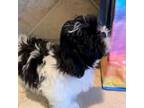 Shih Tzu Puppy for sale in New Braunfels, TX, USA