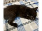 Adopt Girl 3 a Domestic Shorthair / Mixed (short coat) cat in Brownwood