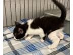 Adopt Boy 1 a Domestic Shorthair / Mixed (short coat) cat in Brownwood