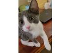Adopt Charles a Gray or Blue American Shorthair (short coat) cat in Richardson