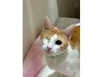 Adopt Eclipse a White (Mostly) Domestic Shorthair (short coat) cat in Dallas