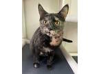 Adopt Calliope a Domestic Shorthair / Mixed (short coat) cat in Glenfield