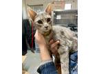 Adopt Bay a Domestic Shorthair / Mixed (short coat) cat in Glenfield