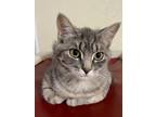 Adopt Reeney a Domestic Shorthair / Mixed (short coat) cat in Glenfield