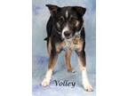 Adopt Volley a Border Collie / Shepherd (Unknown Type) / Mixed dog in Gilbert