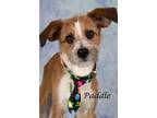Adopt Paddle a Border Terrier / Shepherd (Unknown Type) / Mixed dog in Gilbert