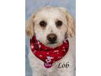 Adopt Lob a Poodle (Standard) / Shepherd (Unknown Type) / Mixed dog in Gilbert