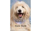 Adopt Bam Bam a Poodle (Standard) / Wheaten Terrier / Mixed dog in Gilbert
