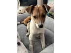 Adopt Kricket (24-079 D) a White - with Brown or Chocolate Jack Russell Terrier
