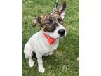 Adopt Harley (24-078 D) a Brindle - with White Jack Russell Terrier / Mixed