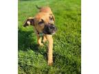 Adopt Derek (24-070 D) a Mixed Breed (Medium) / Mixed dog in Saint Johns