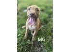 Adopt Meredith (24-064 D) a Mixed Breed (Medium) / Mixed dog in Saint Johns