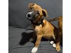 Adopt George (24-069 D) a Mixed Breed (Medium) dog in Saint Johns, MI (41558422)