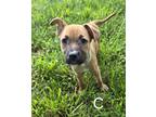 Adopt Christina (24-066 D) a Mixed Breed (Medium) / Mixed dog in Saint Johns