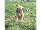 Adopt Webber (24-067 D) a Mixed Breed (Medium) / Mixed dog in Saint Johns