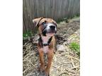 Adopt Stevie (24-074 D) a Brown/Chocolate Mixed Breed (Medium) / Mixed dog in