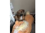 Adopt Alex (24-068 D) a Mixed Breed (Medium) / Mixed dog in Saint Johns