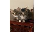 Adopt Sandy a Tan or Fawn (Mostly) Norwegian Forest Cat / Mixed (medium coat)