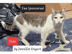 Adopt Toni a Domestic Shorthair / Mixed (short coat) cat in Aurora