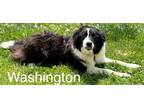 Adopt Washington ???? Available 6/8 a Black - with White Border Collie / Mixed