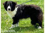 Adopt Lincoln ???? Available 6/8 a Black - with White Border Collie / Mixed dog