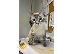 Adopt Lilly Ann a Siamese (short coat) cat in Bolivar, MO (41558381)