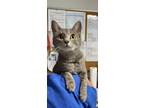 Adopt Luna Bell a Domestic Shorthair cat in Bolivar, MO (41558379)