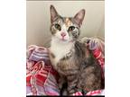 Adopt Leia a Domestic Shorthair / Mixed (short coat) cat in Sewell