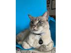 Adopt Gino a Gray or Blue Siamese (short coat) cat in Austin, TX (41558567)