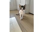 Adopt Treasa a Black & White or Tuxedo Domestic Shorthair / Mixed cat in