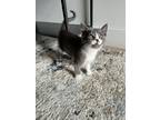 Adopt Lucky a Gray or Blue (Mostly) Domestic Shorthair / Mixed cat in Vancouver