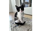 Adopt Saoirse a Black & White or Tuxedo Domestic Shorthair / Mixed cat in