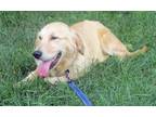 Adopt Millie - Foster to Adopt a White Golden Retriever / Mixed dog in