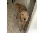 Adopt Honey - Foster to Adopt a Goldendoodle / Mixed dog in Grovertown