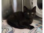 Adopt Quince a All Black Domestic Shorthair / Mixed (short coat) cat in Dickson