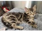 Adopt Cash a Domestic Shorthair / Mixed (short coat) cat in Dickson