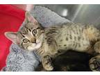 Adopt Bud a Domestic Shorthair / Mixed (short coat) cat in Dickson