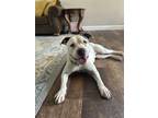 Adopt Matilda a White - with Brown or Chocolate Pit Bull Terrier / Mixed Breed