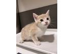 Adopt Chibby a Domestic Shorthair / Mixed (short coat) cat in Oakdale